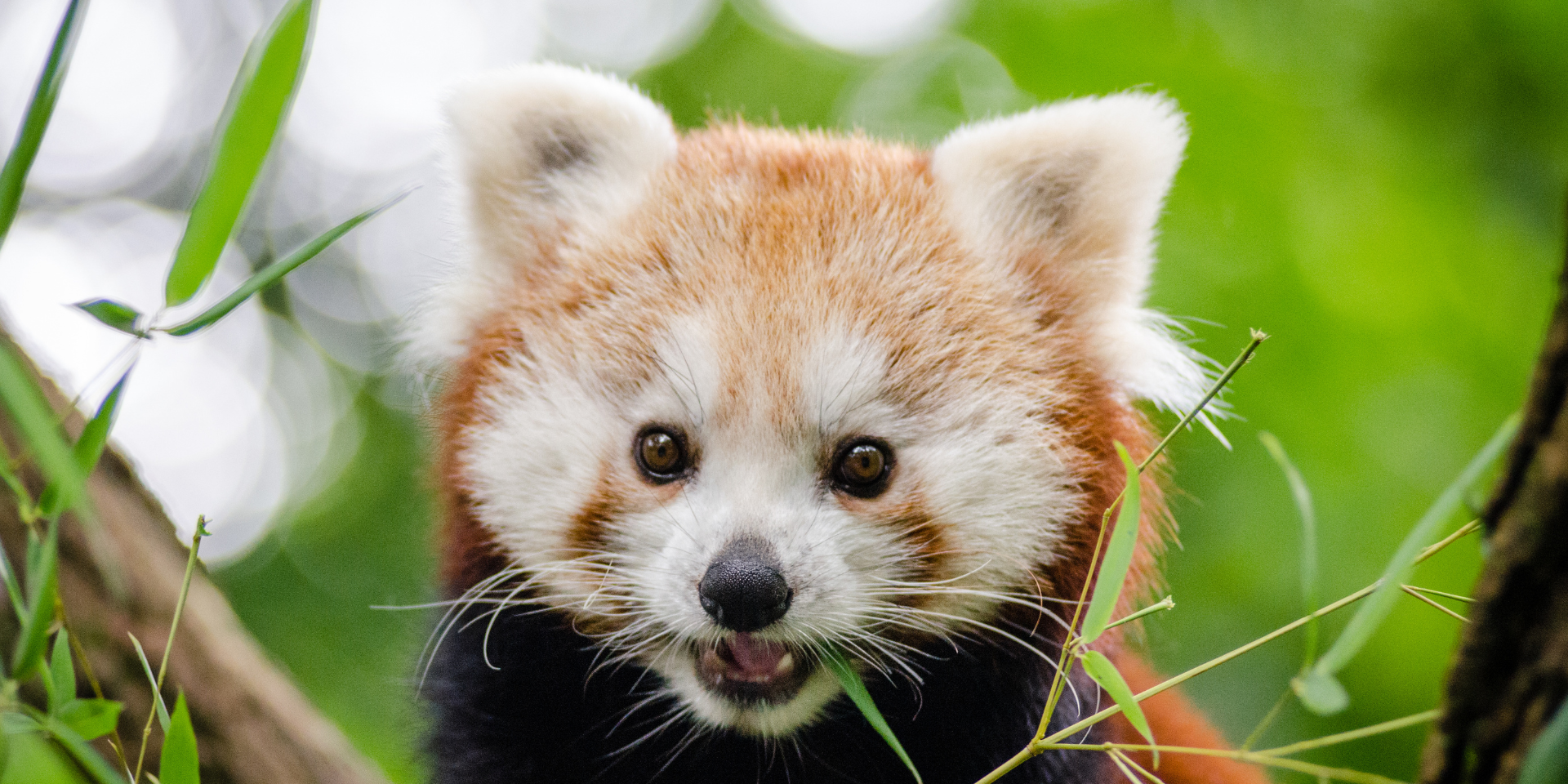 Ailurus fulgens fulgens