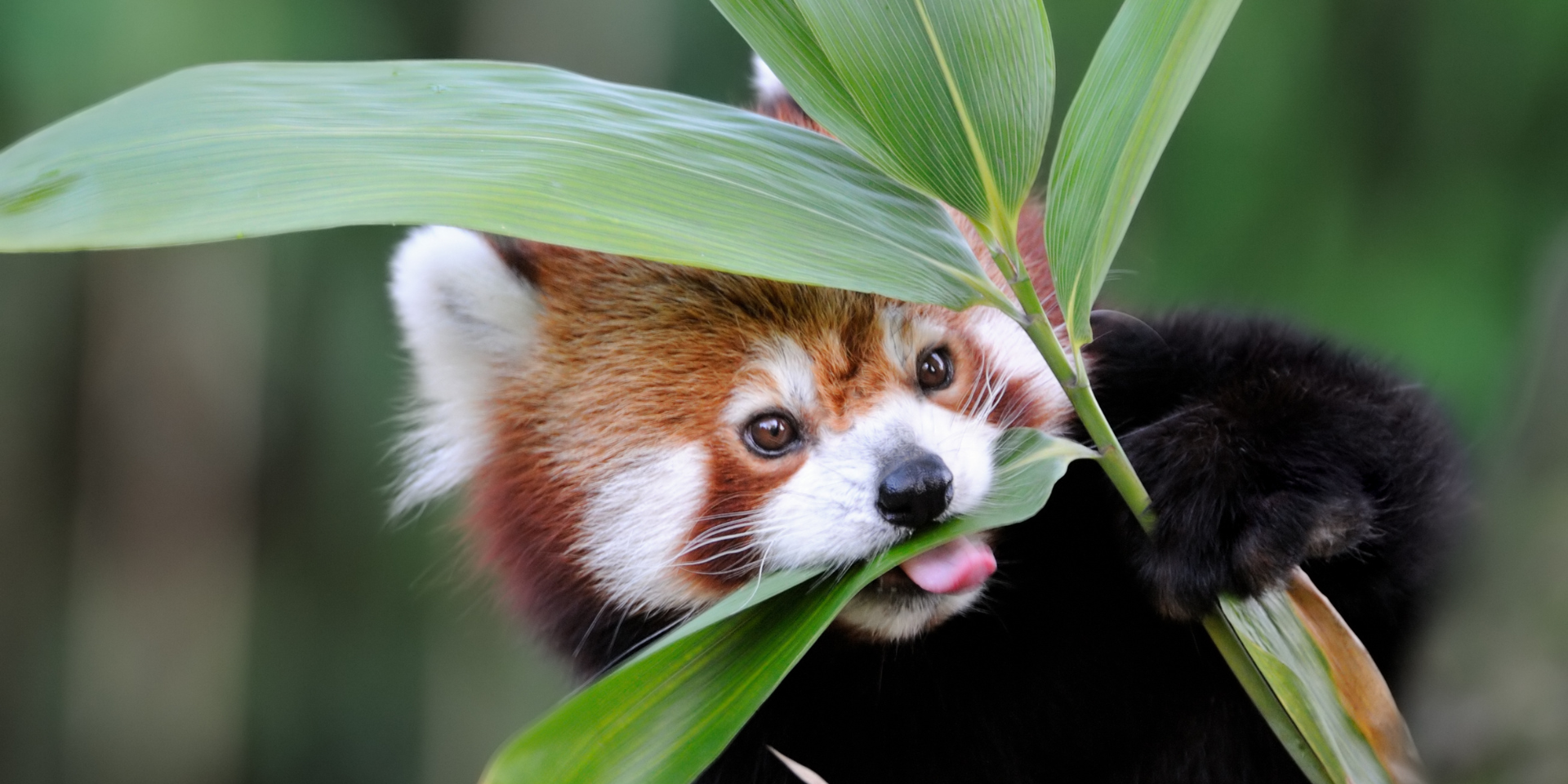 Ailurus fulgens styani 