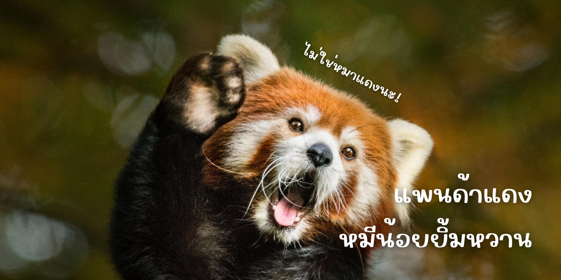 แพนด้าแดง  แรคคูนน่ารักที่ใกล้สูญพันธุ์